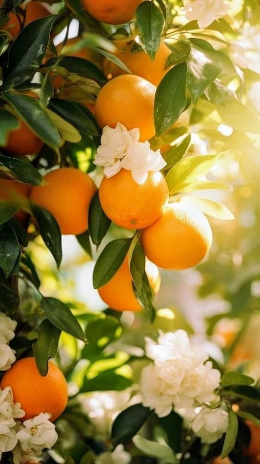 Neroli citrus flori de portocal citrice ulei parfumat lumanari esenta lumanare