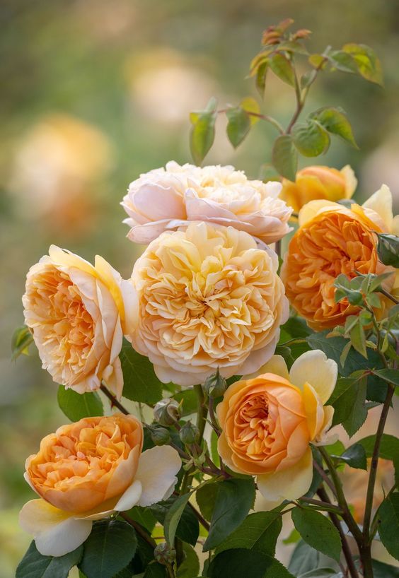 Apricot Rose -  - Flori De Nectarine, Piersica - Trandafir Portocaliu, Gardenia - Pudra, Mosc