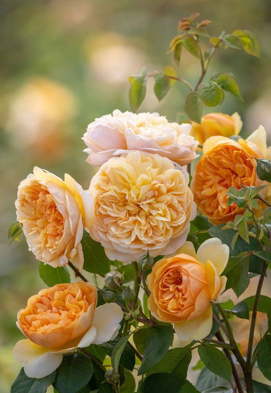 Apricot Rose -  - Flori De Nectarine, Piersica - Trandafir Portocaliu, Gardenia - Pudra, Mosc