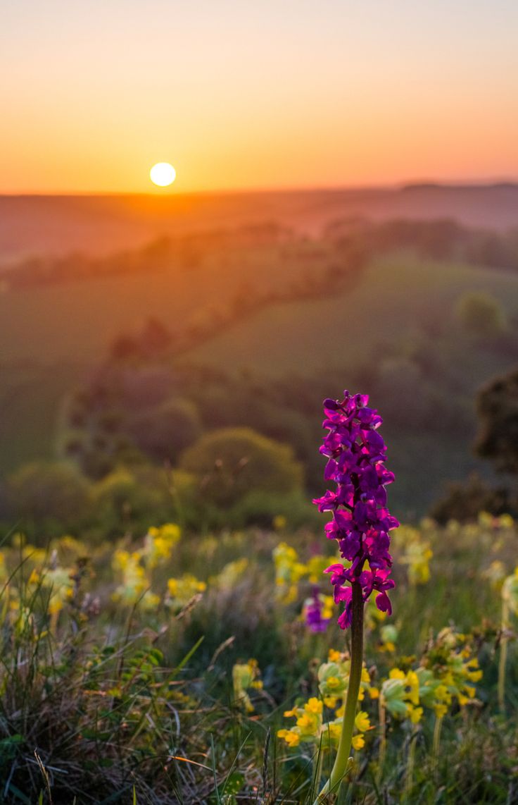 Verbena Sunrise ulei parfumat parfumant lămâie portocala verbina, lemongrass  pentru vara lumânări parfumat flori floral parfum