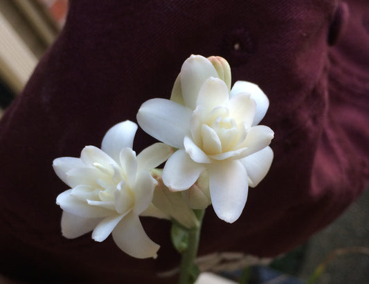 Ulei Parfumat Tuberose and Cashmere