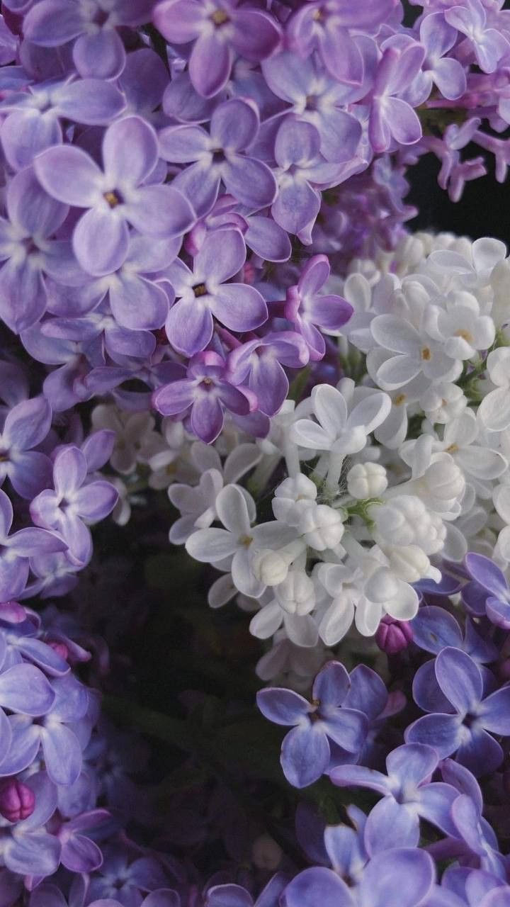 jasmin lilac iasomie liliac parfum lumanari ceara de soia ceara lumanari