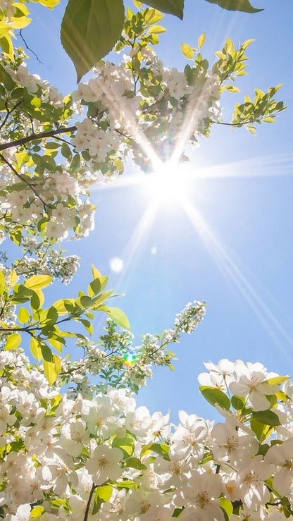 ulei parfumat lumanari parfum lumanari piersica flori ceara de soia