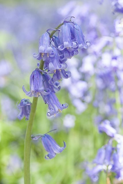 zambila salbatica bluebell parfum ulei parfumat primavara ceara de soia parfum lumanari
